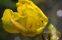 Utricularia vulgaris, or Bladderwort, is one of the plant species chosen for the wetland restoration.