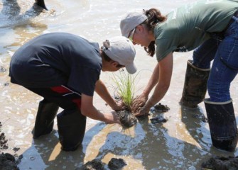 Heather Philip, Senior Scientist, Parsons, helps to install aquatic plants to help improve water quality, stabilize the soil, and restore wetland habitat