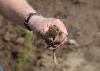 The re-established wetland will provide shelter, cover, and food to support movement of fish and other wildlife in the wetlands.