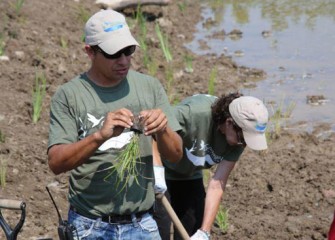 Jeremy Neumann, Senior Scientist, Parsons, teaches volunteers how to prepare the roots of native aquatic species prior to planting