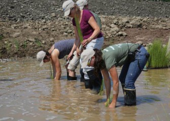 Nancy Bronstein, Onondaga Lake Community Participation Working Group member, works alongside staff volunteers to plant wetland species