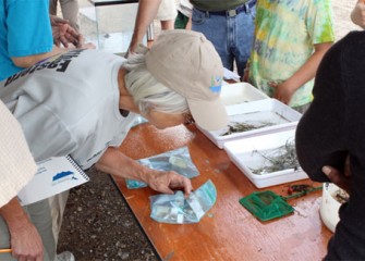 Volunteers look at species collected from Nine Mile Creek. Monitoring programs assess the progress of habitat restoration and enhancement.