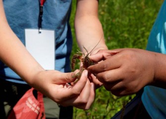 Students Find a Crayfish While Searching for Macroinverterbrates in Onondaga Creek.