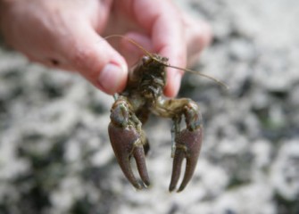 Teachers Find Crayfish Living in Saw Mill Creek