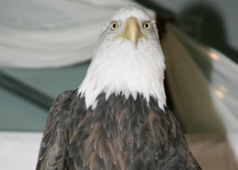 Liberty the Bald Eagle