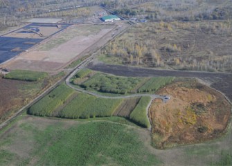 Shrub willows on Honeywell property