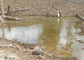 New plantings in small pool at the Geddes Brook wetlands