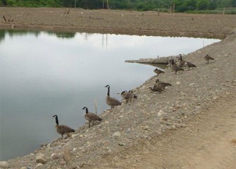 Canada geese visit a pool in the future wetlands