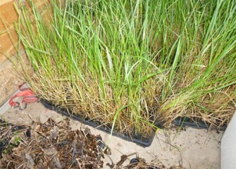 Native plants from local nursery continue to arrive for installation by hand