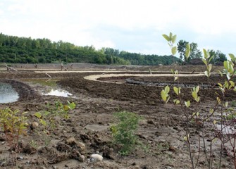 New plantings at the Geddes Brook wetlands