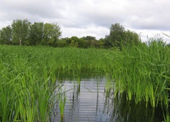 Completion of Wetlands Restoration at Former LCP Site