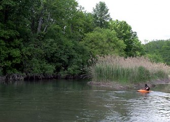 Recreational Kayaking on Nine Mile Creek
