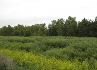 Shrub Willow Project Expands to 10 Acres: Total Number of Shrub Willows Planted - 100,000