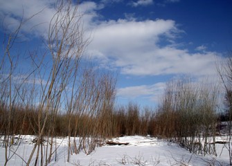 Shrub Willows on Settling Basin #13