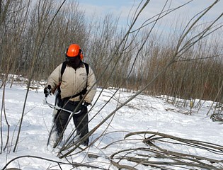 Shrub Willow Harvesting