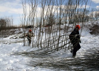 Shrub Willow Hauling