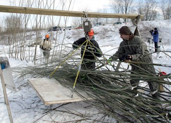 Shrub Willow Weighing