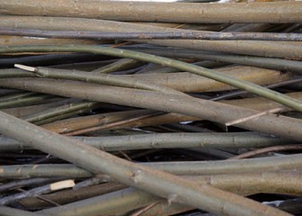 Shrub Willow Cuttings