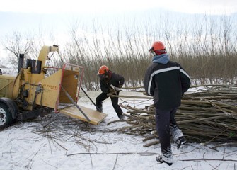 Shrub Willow Chipping