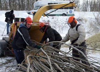 Shrub Willow Chipping