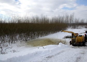 Shrub Willow Chipping