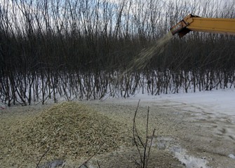 Shrub Willow Chipping