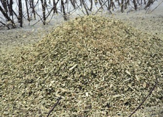 Shrub Willow Chips