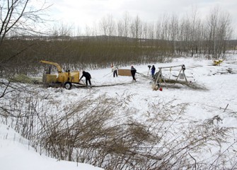 Shrub Willow Harvesting