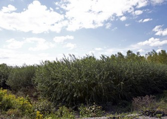 Settling Basin #13 Shrub Willows