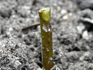 A Planted Shrub Willow