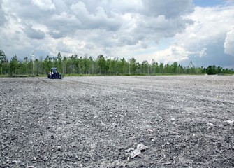 Newly Planted 60,000 Shrub Willows