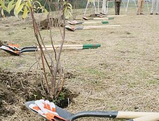 Final Trees Installed During Event