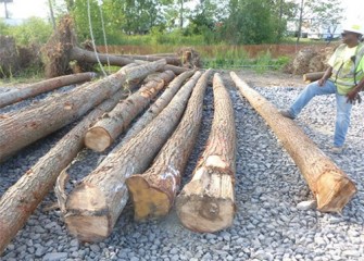 A worker observes as chains are set to lift logs into creek bed.