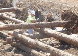 A worker fastens logs; roots left on trees will provide additional habitat.