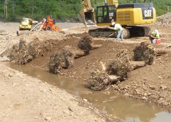 Tree trunks with roots are placed to provide additional shoreline support and habitat.