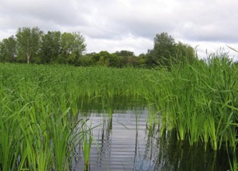 Completion of wetlands restoration at former LCP site