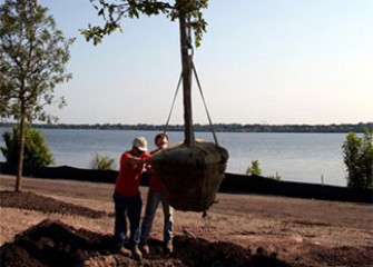 Trees are planted at the Southwest Lakeshore.