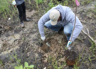 A student digs a hole deep enough to hold the tree’s root ball.