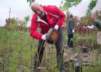 Roots of trees are roughened before planting.