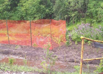 Temporary fencing is installed to protect young plants from deer and other animals.