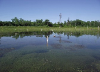 The 17 acres at Geddes Brook wetlands begin to thrive after removing invasive species and planting 50,000 native plants in 2012.