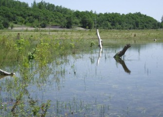 The wetlands habitat consists of aquatic and emergent plants, grasses, shrubs and trees, as well as natural structures placed to enhance biodiversity.