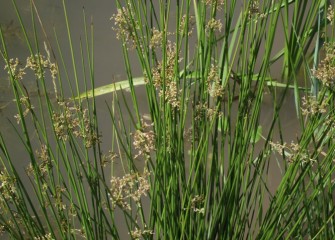 Softstem bulrush, a native emergent wetland species, is now thriving in the transformed Geddes Brook wetlands.