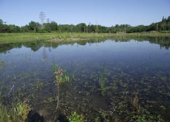 Softstem bulrushes are surrounded here by water plantains, a type of lily, floating on the water’s surface.