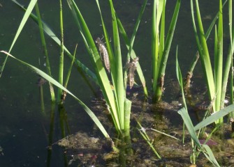 After dragonfly nymphs live underwater for 1-2 years, they emerge and shed their skins (seen here attached to young cattails) before becoming flying dragonflies.