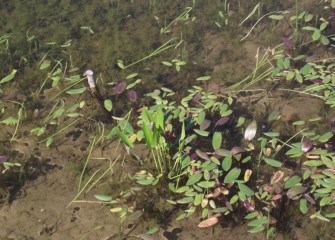 Chara, a dark green algae also called muskweed, grows underwater while water plantain floats on the surface and pickerel weed sticks up out of the water.