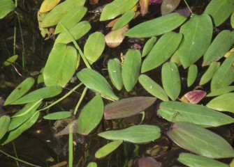 American water plantain, a native species, grows in shallow quiet or slow-moving water and provides food and cover for a variety of species.