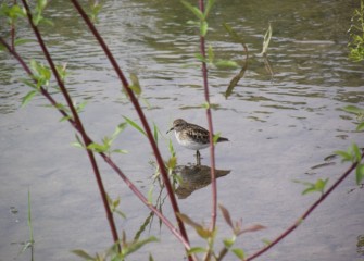 A pectoral sandpiper hunts for invertebrates in the Geddes Brook wetlands.