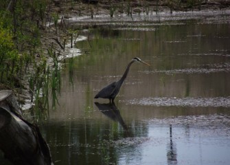 Great blue herons prefer to hunt for fish alone, although during breeding season the birds gather in colonies to nest and reproduce.