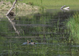 A pair of nesting mallards swimming at Geddes Brook wetlands.